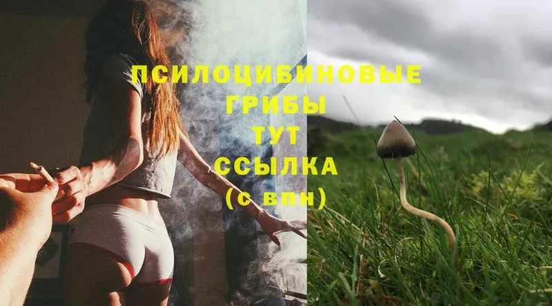 продажа наркотиков  Валдай  Галлюциногенные грибы Magic Shrooms 